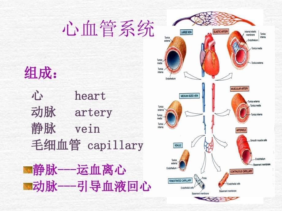 《脉管系统》PPT课件_第5页