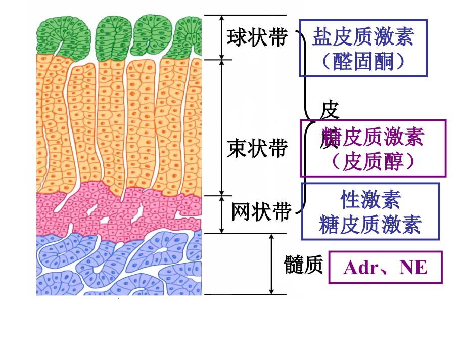 生理学：糖皮质激素_第4页