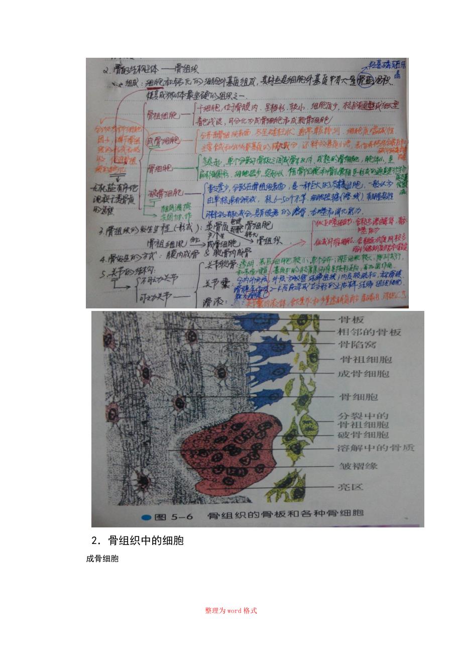 骨的结构及其组成成分Word版_第3页