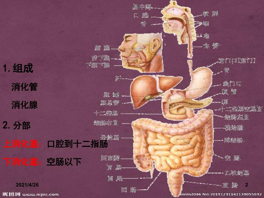 急慢性胃炎护理教学课件_第2页