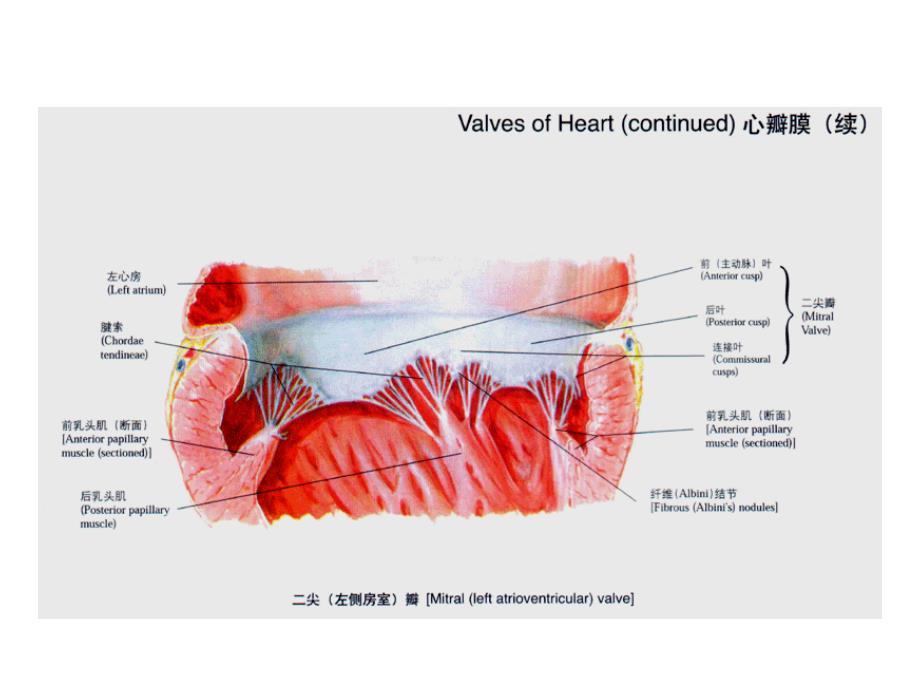 最新循环系统疾病主要症状和体征PPT文档_第4页