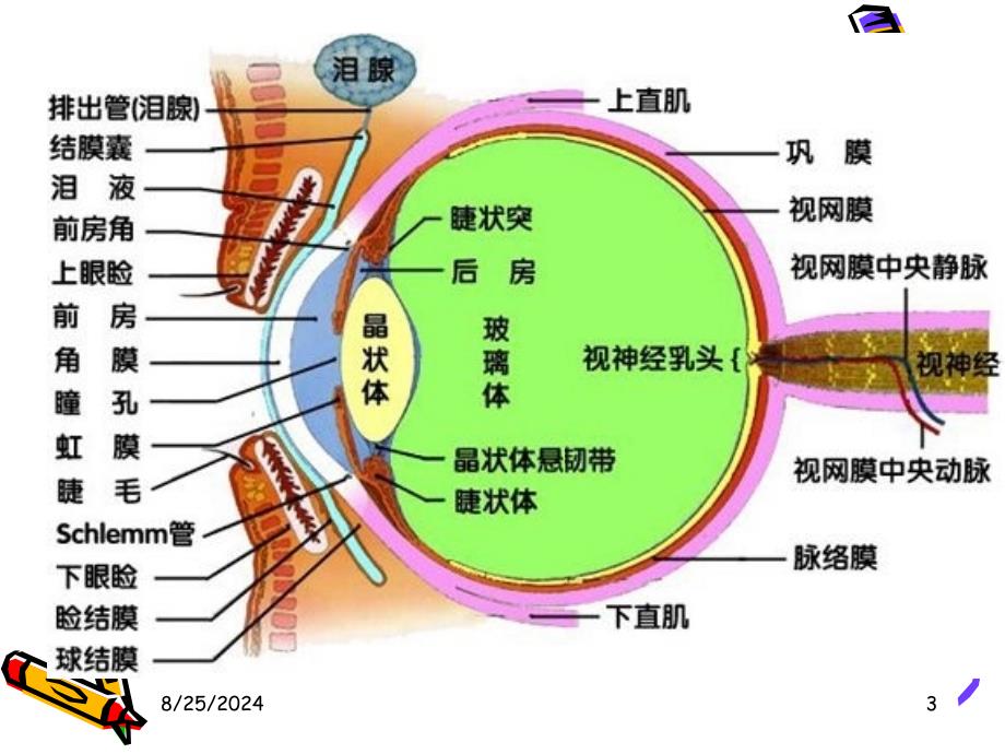 眼科基础知识知识讲解课件_第3页