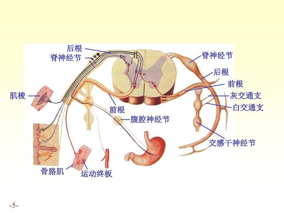 解剖课件周围神经系统_第5页