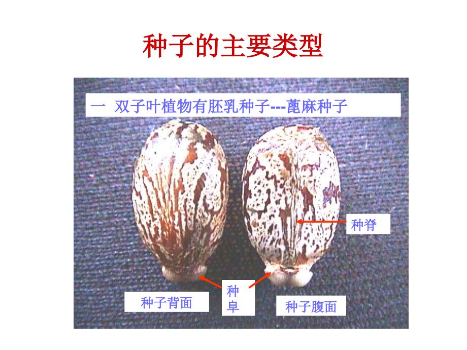 植物学八种子课件_第3页