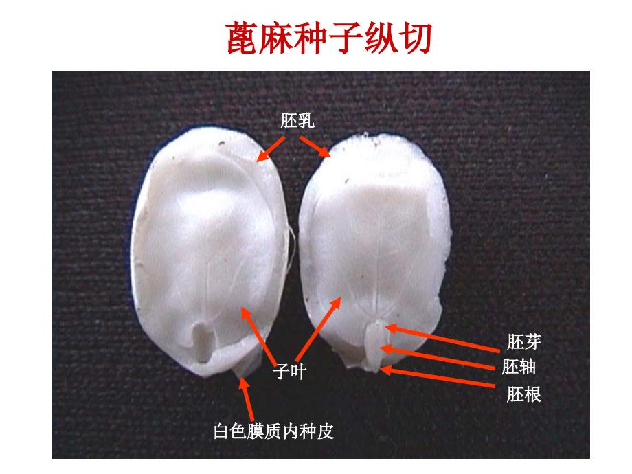 植物学八种子课件_第4页