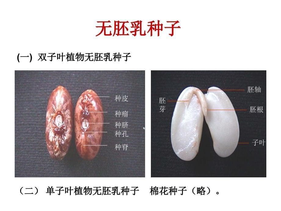 植物学八种子课件_第5页