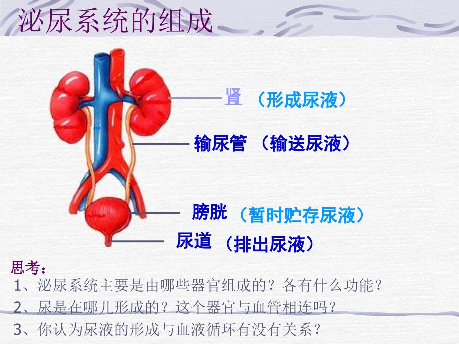 第五章人体内的废物的排出_第3页