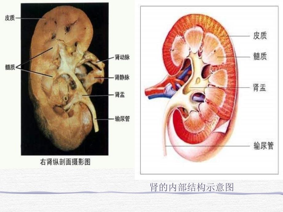 第五章人体内的废物的排出_第4页