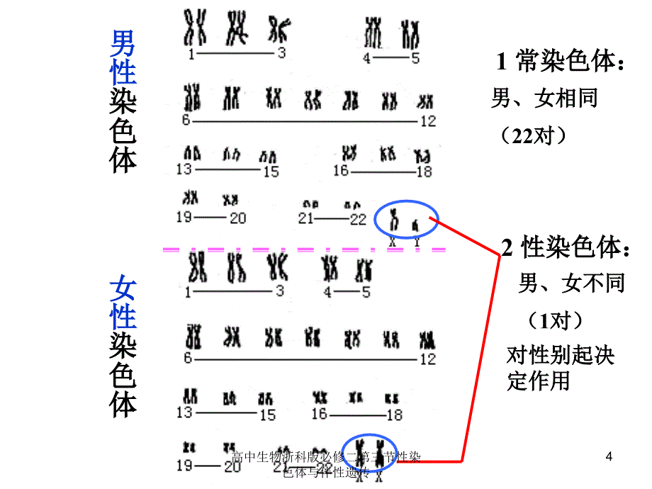 高中生物浙科版必修二第三节性染色体与伴性遗传课件_第4页