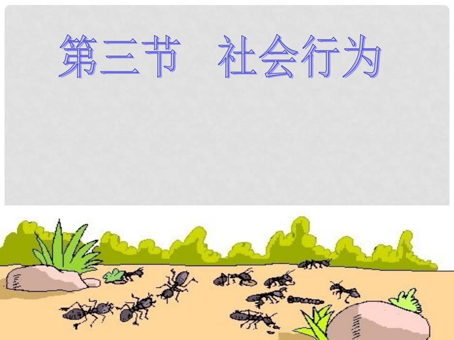 吉林省通榆县第八中学八年级生物上册 5.2.3 社会行为课件 （新版）新人教版_第1页