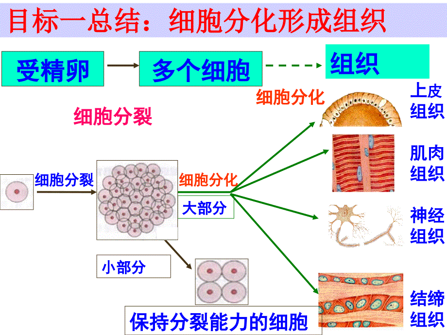 《动物体的结构层次.ppt_第4页