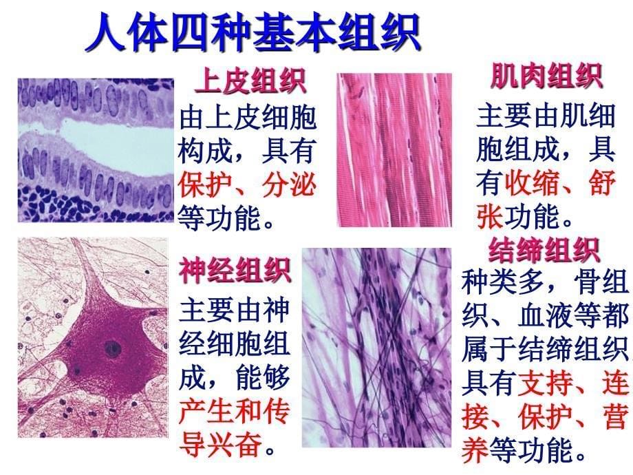 《动物体的结构层次.ppt_第5页