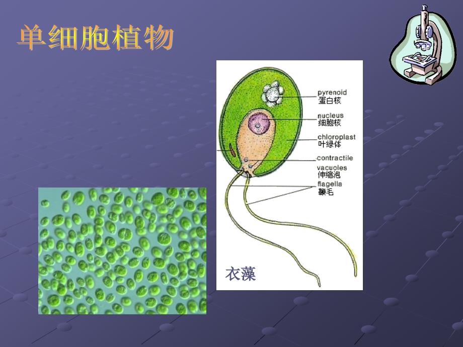 493单细胞的生物体_第4页