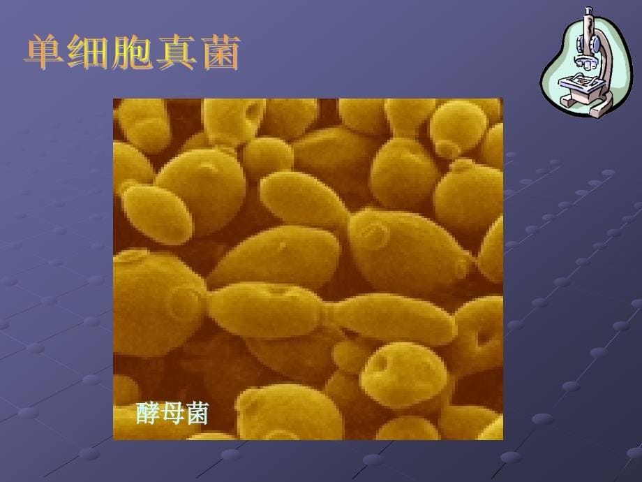 493单细胞的生物体_第5页