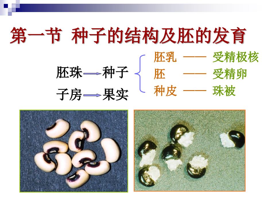 9种子和果实new_第3页