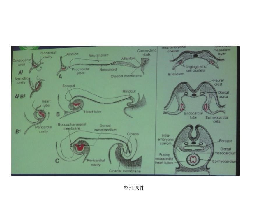 先天性心脏病的胚胎发育1_第5页