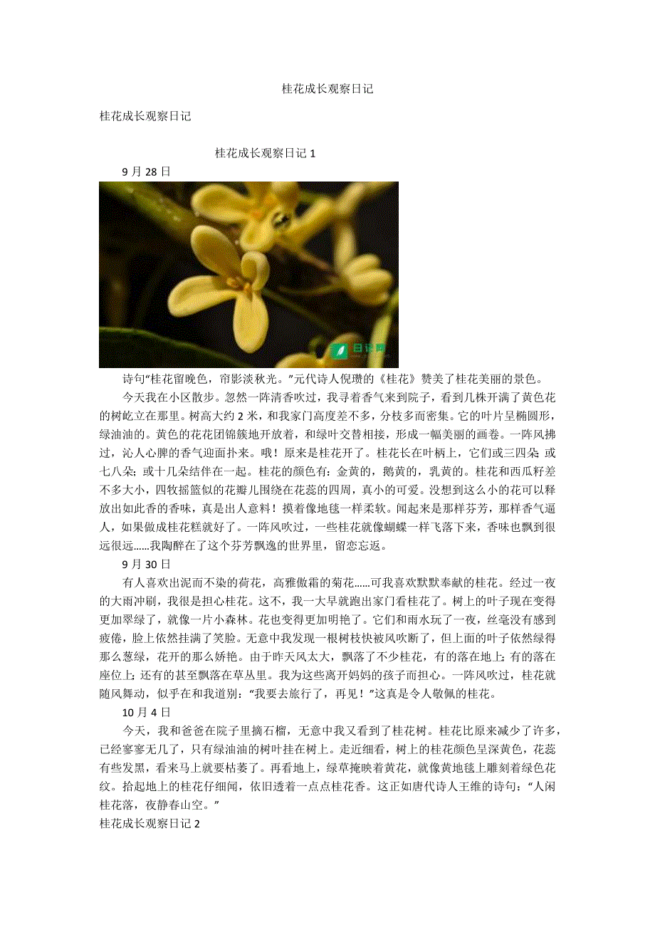 桂花成长观察日记_第1页