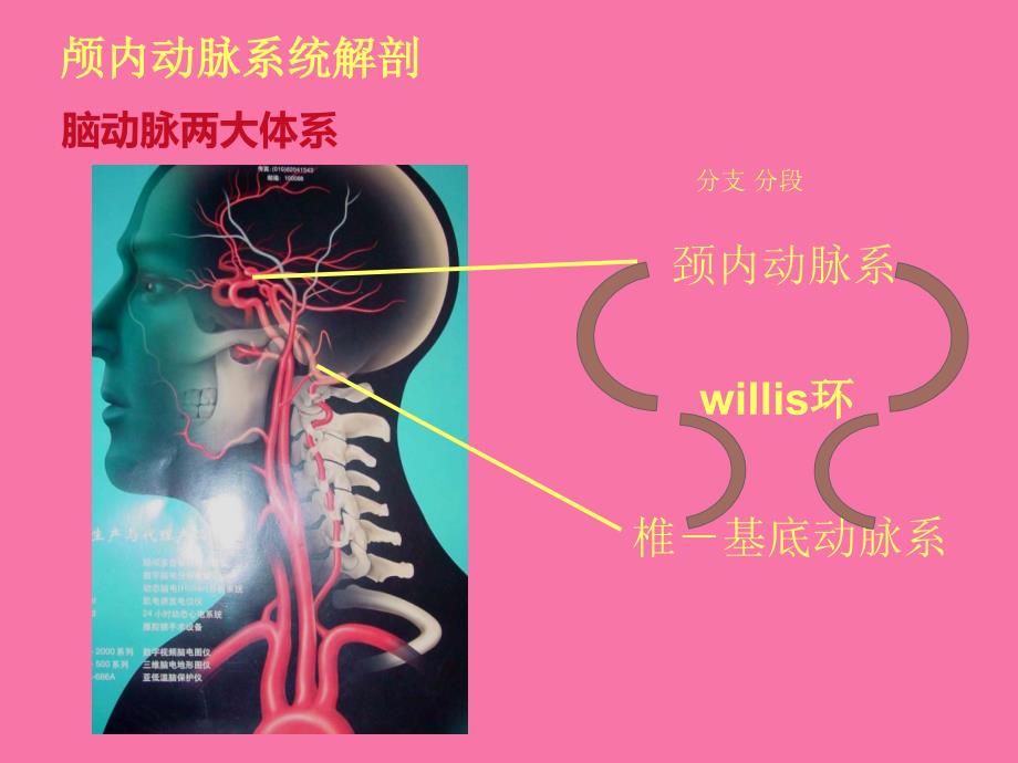 脑血管解剖1ppt课件_第2页