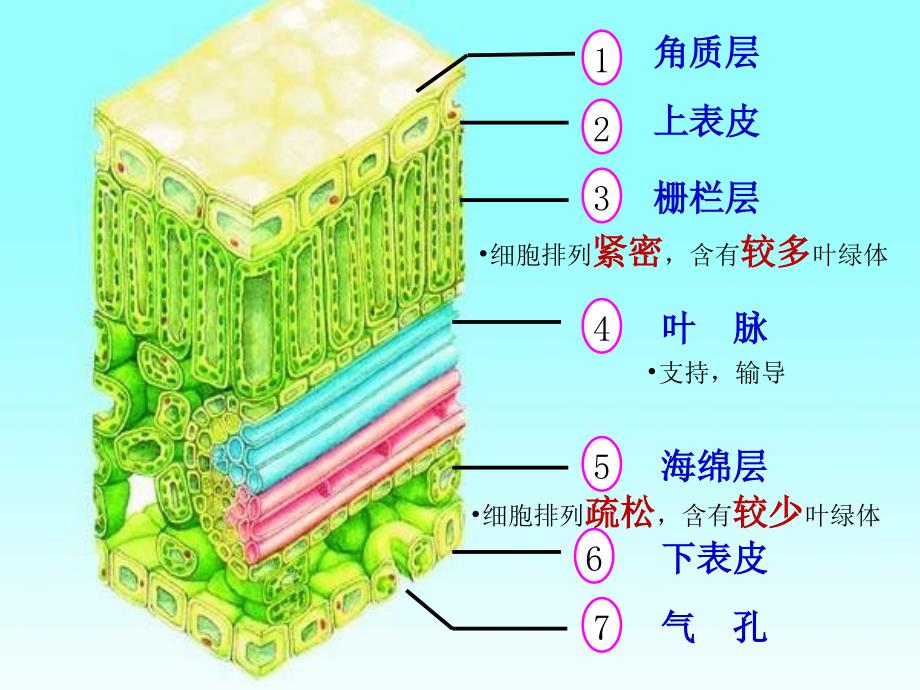 第二节植物光合作用的场所课件_第4页