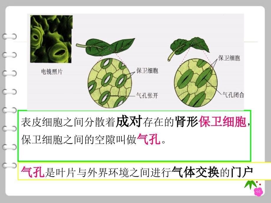 第二节植物光合作用的场所课件_第5页