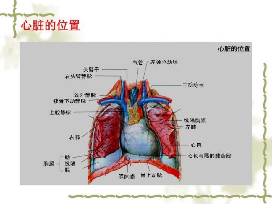 最新心脏电生理总结PPT课件_第3页