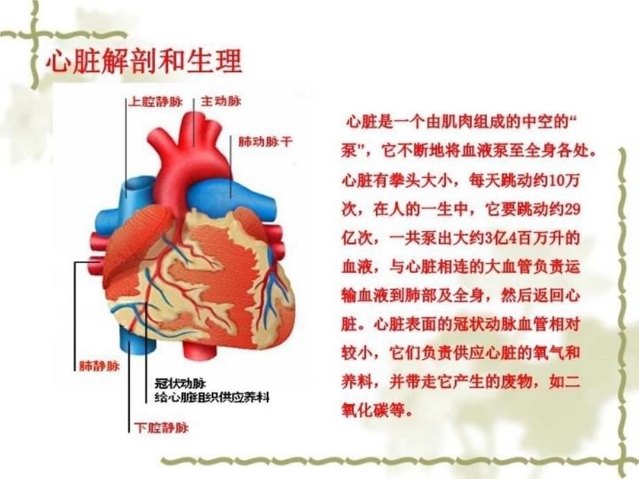 最新心脏电生理总结PPT课件_第5页