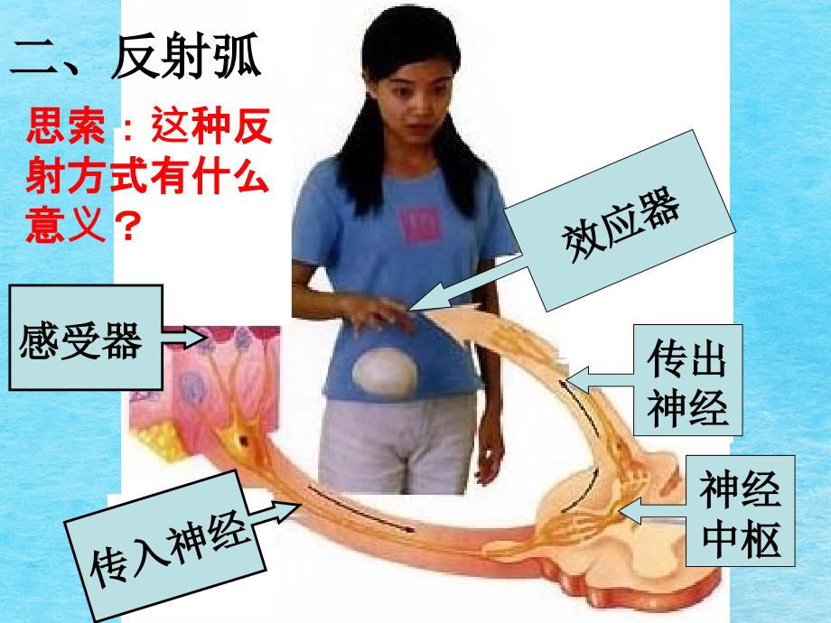 三节神经调节基本方式ppt课件_第4页