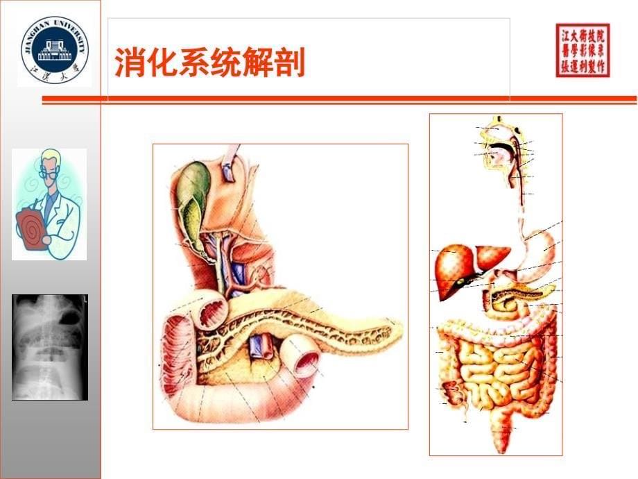 X线摄影位置学3腹部骨盆摄影位置课件_第5页