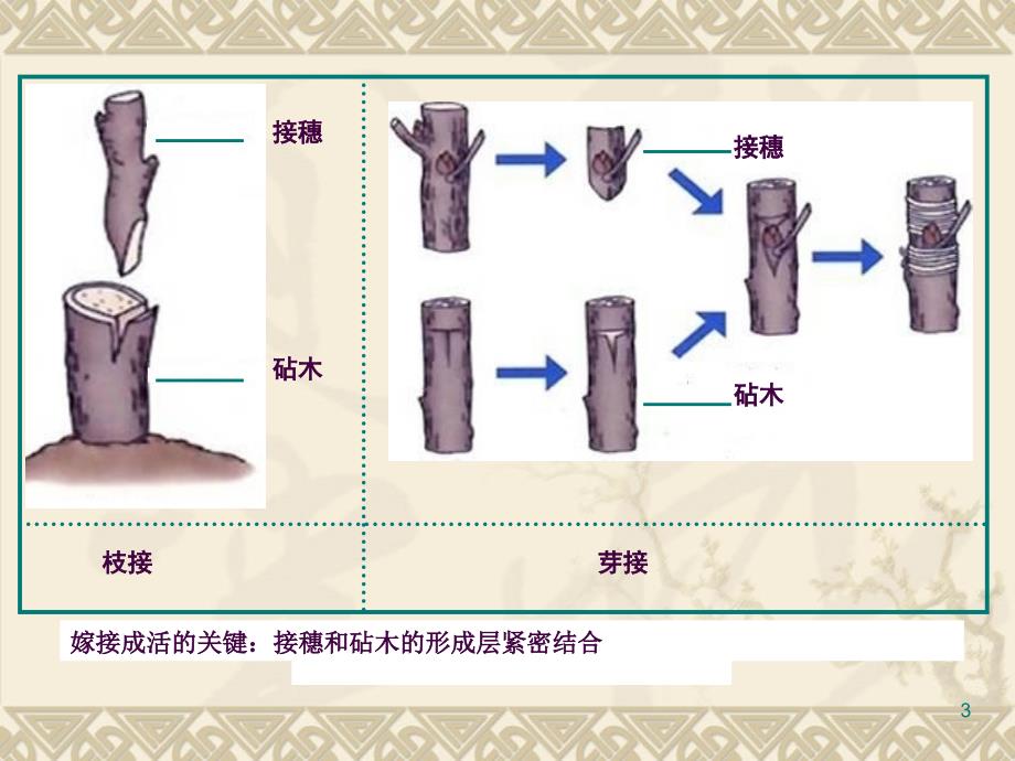 八年级下册生物复习ppt课件_第3页