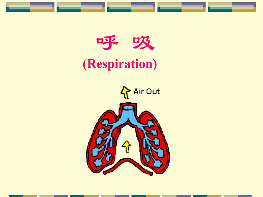 人体解剖生理学呼吸系统v1_第1页