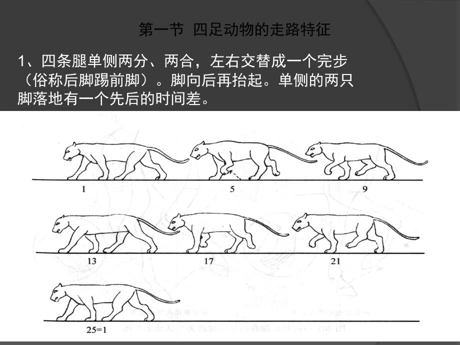 经典动画运动规律四足动物与鸟类_第2页