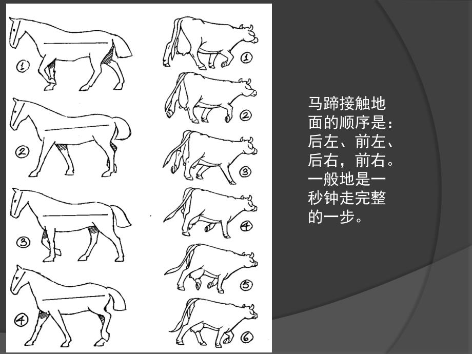 经典动画运动规律四足动物与鸟类_第3页