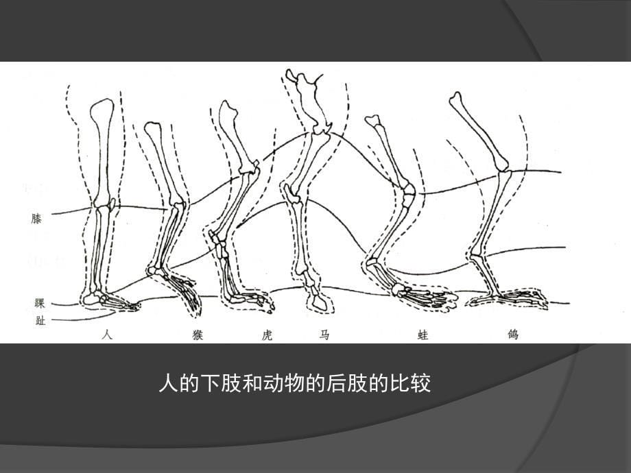 经典动画运动规律四足动物与鸟类_第5页