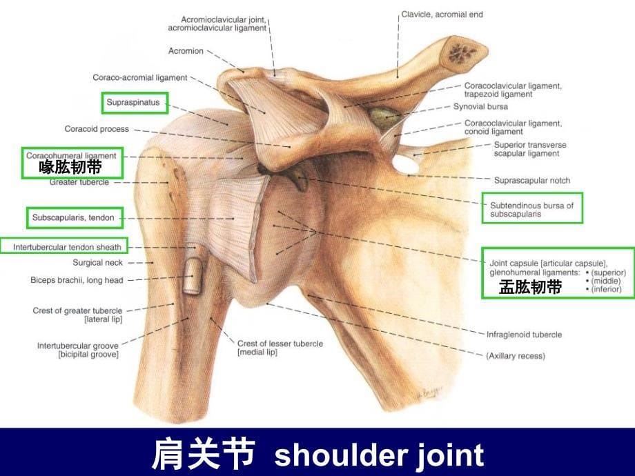 上肢的断层解剖-人体断层解剖学-课件_第5页