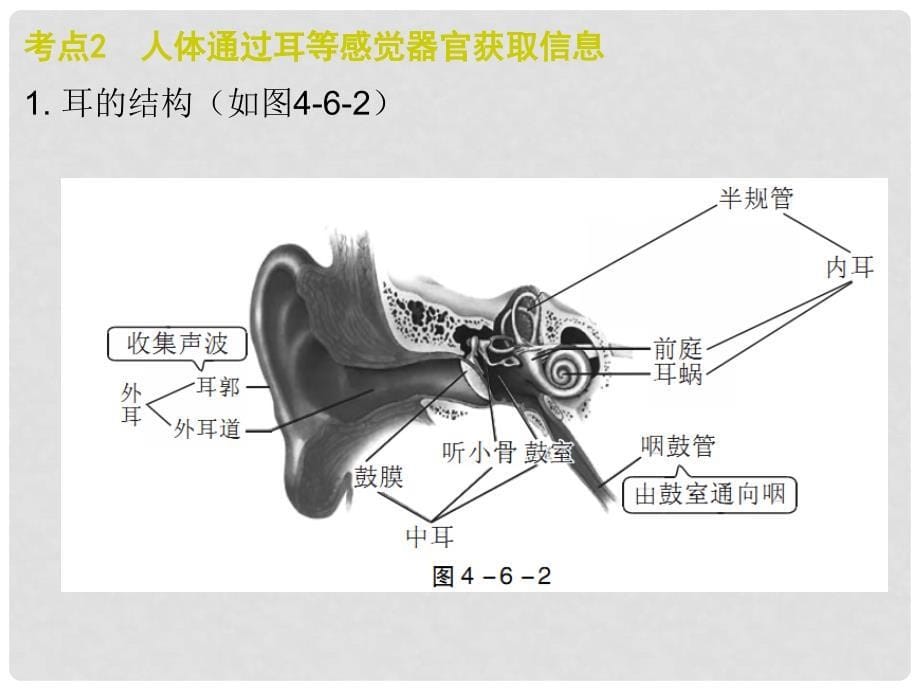 广东省中考生物 第四单元 第六、七章复习课件_第5页