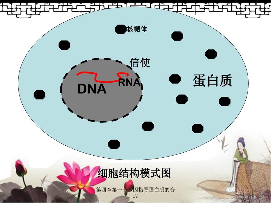 第四章第一节基因指导蛋白质的合成_第3页