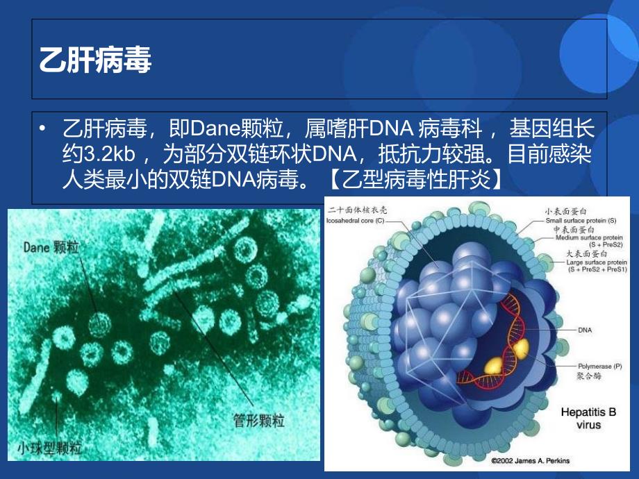 慢性乙型肝炎最新研究进展_第3页