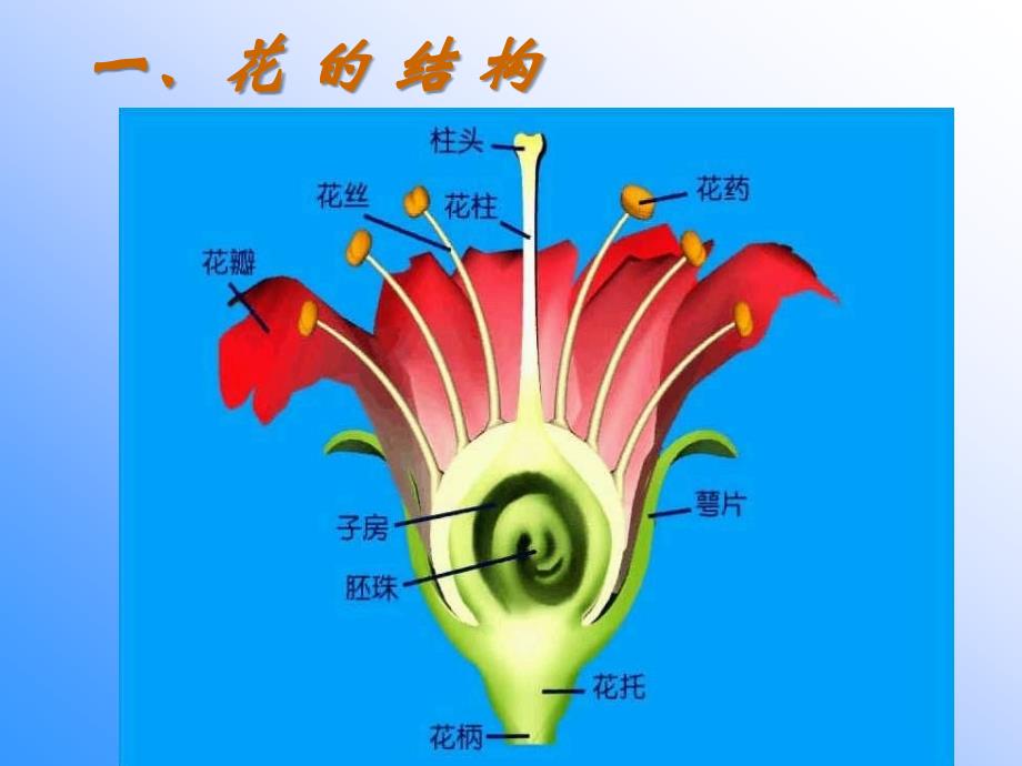 开花和结果概述_第3页