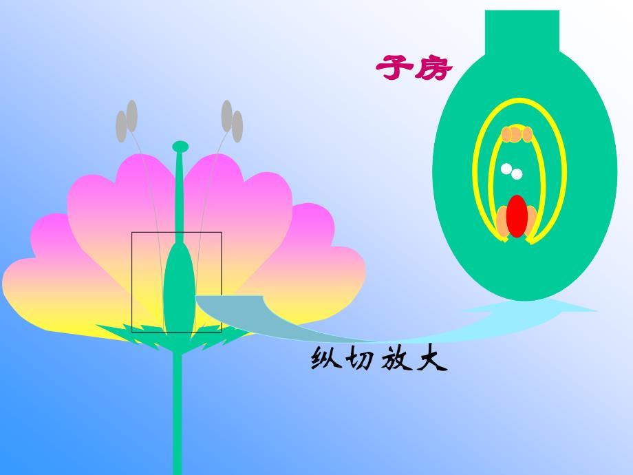 开花和结果概述_第4页