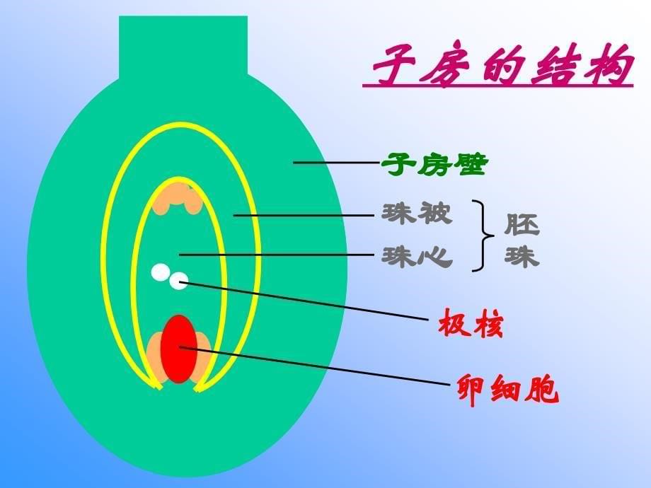 开花和结果概述_第5页