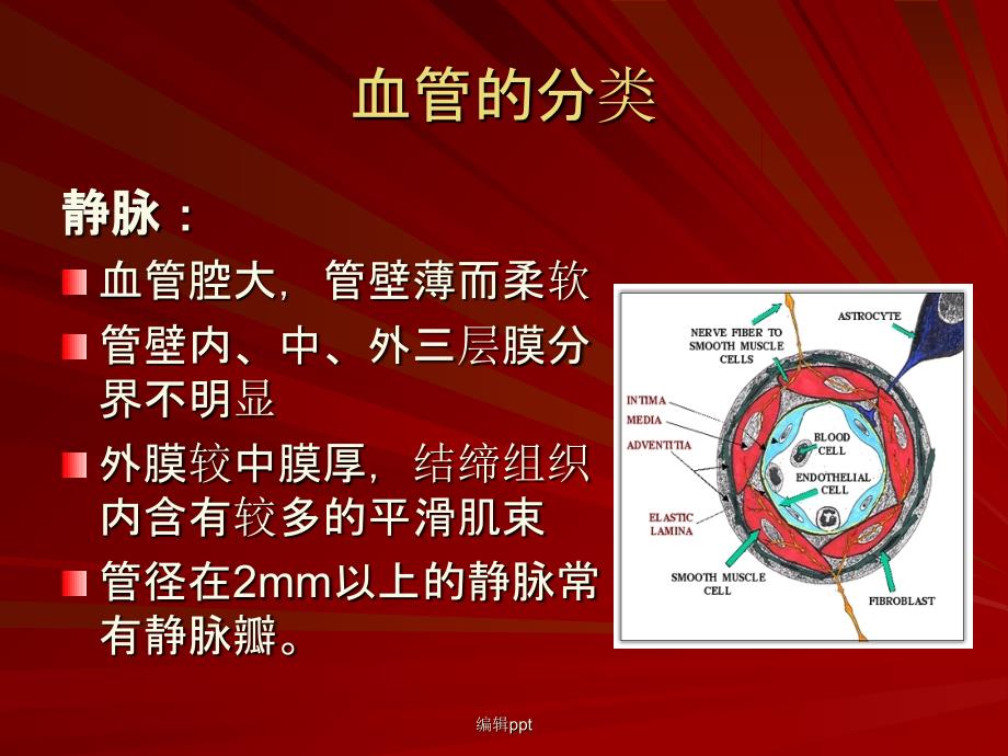 脑血管解剖脑动脉系1_第3页