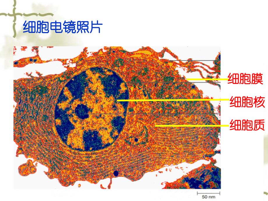 人教版必修1第三章第3节细胞核系统的控制中心_第2页