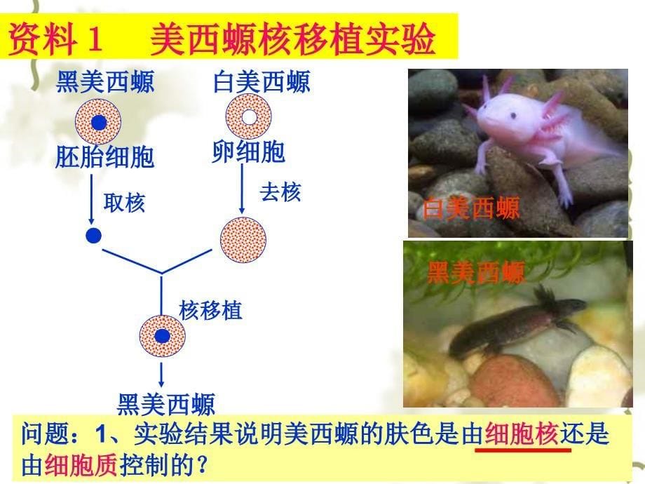 人教版必修1第三章第3节细胞核系统的控制中心_第5页