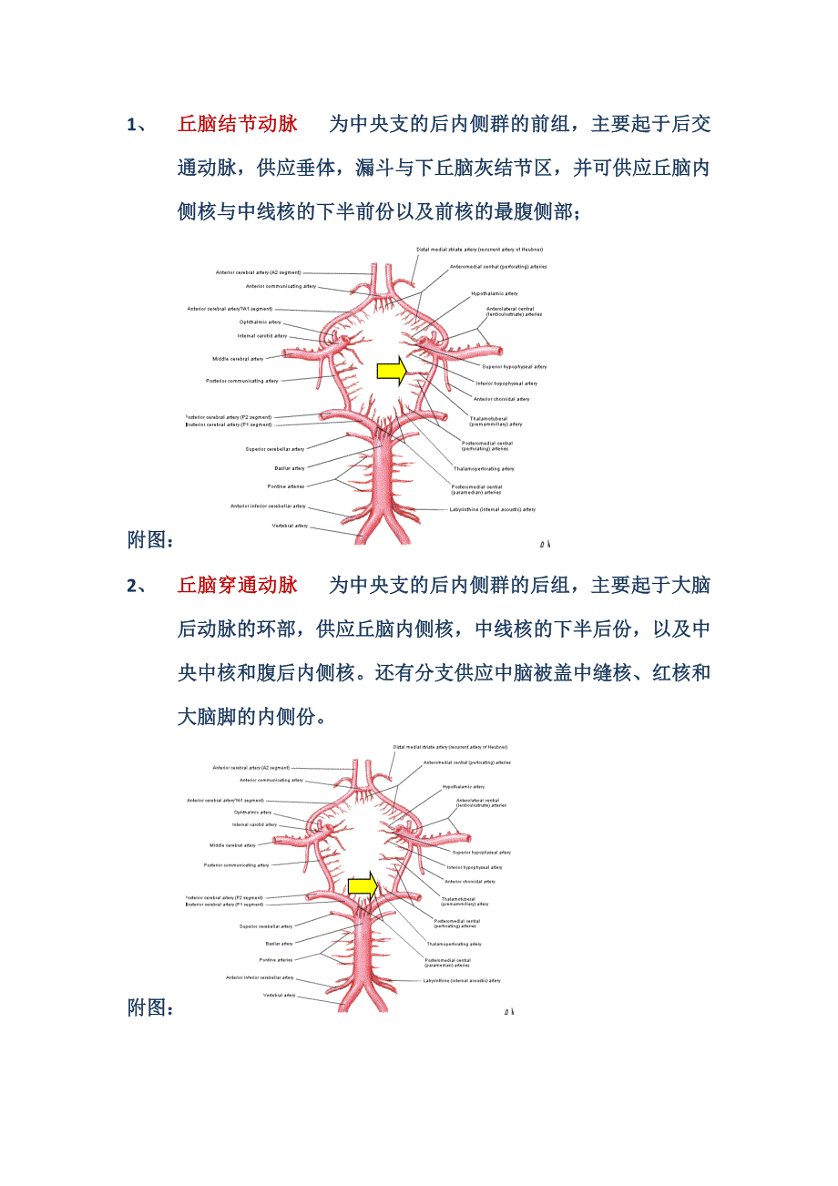 丘脑的血流供应.doc_第2页