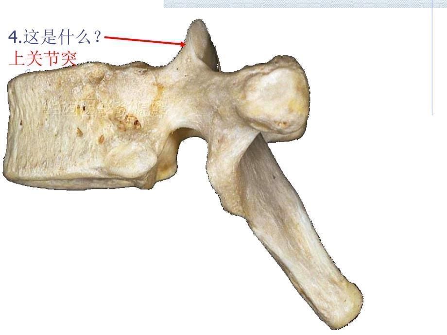 系统解剖学iii级标本考试_第5页