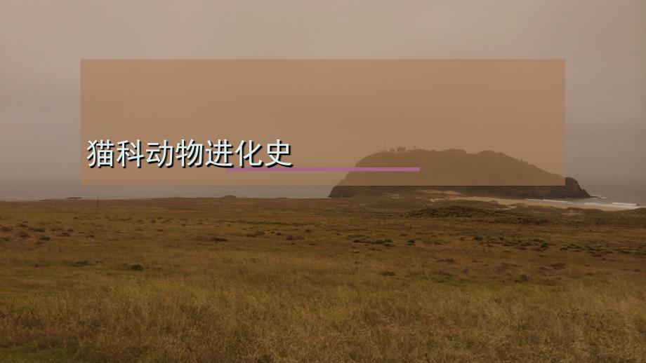 猫科动物起源_第1页