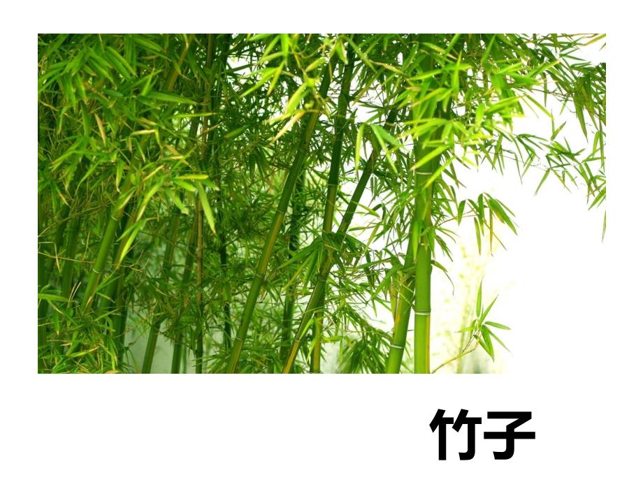 一年级上册科学课件第四课身边的植物冀教版(共25张)_第3页