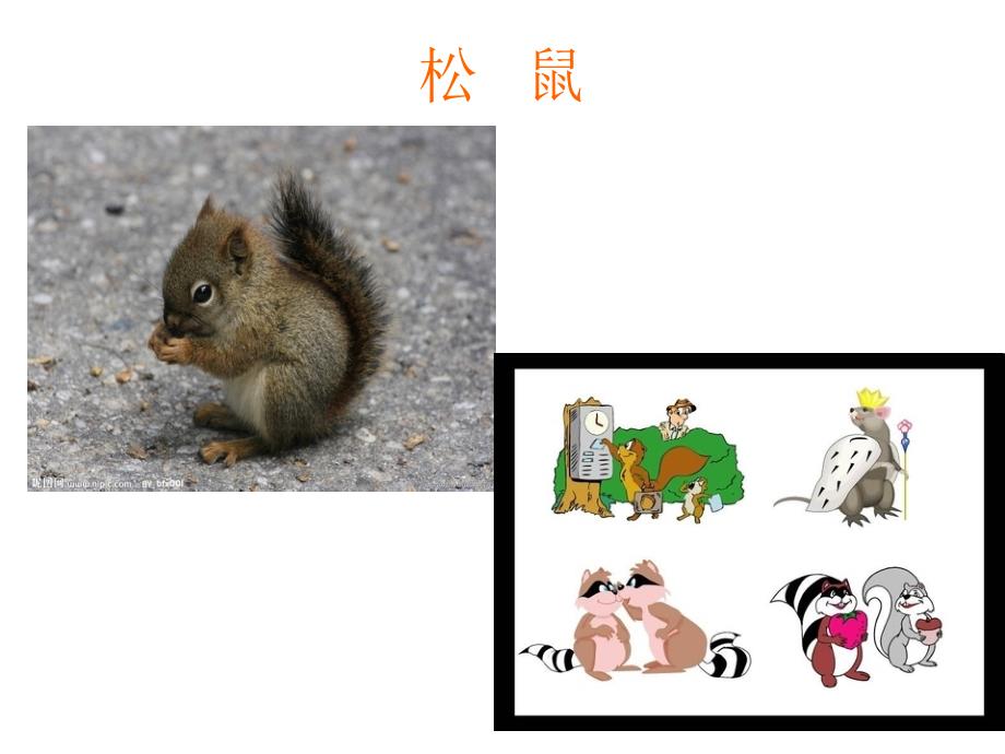 松鼠和松果课件.ppt_第4页