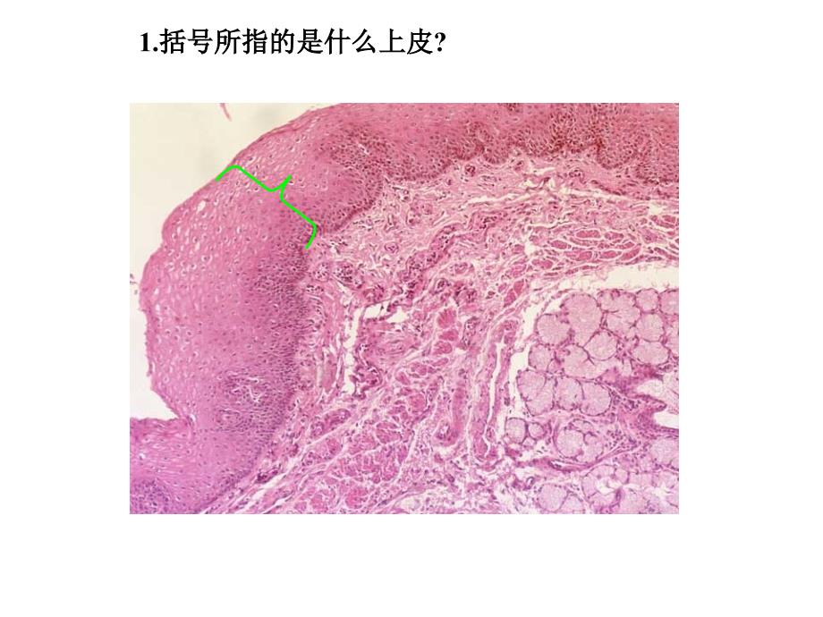 形态学实验标本：考试范例_第2页