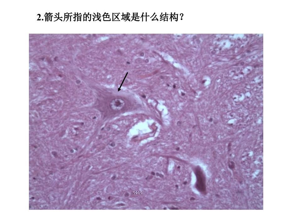 形态学实验标本：考试范例_第3页